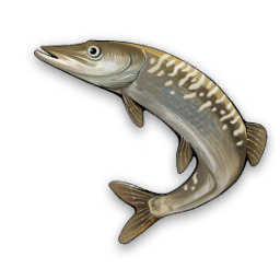 Brochet tacheté