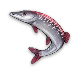 Brochet tacheté variant