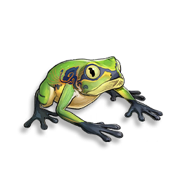 Grenouille guette-pluie